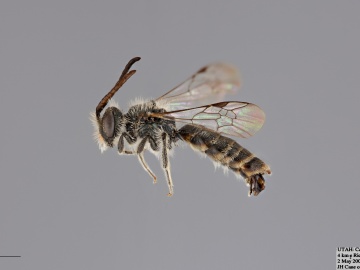[Andrena chlorogaster male thumbnail]
